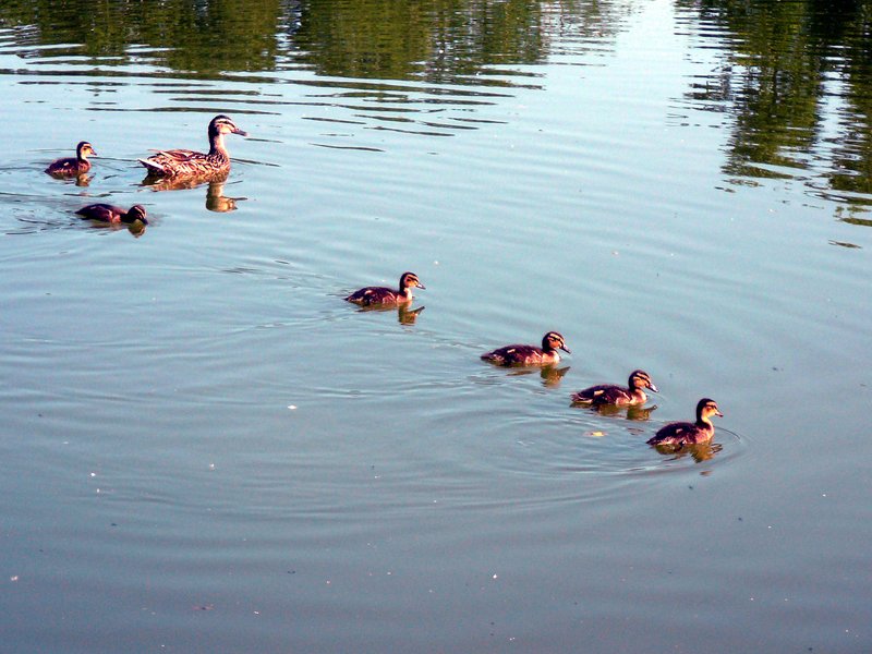 Cane colvert et ses canetons